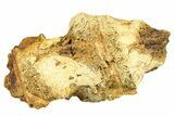 Articulated Dinosaur Vertebrae - Wyoming #301864-1